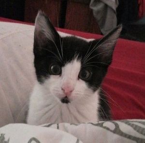 Meet your Posher, Bob